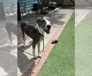 Great Dane Dogs for adoption in San Diego , CA, USA