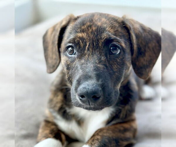 Medium Photo #4 Mutt Puppy For Sale in San Juan Capistrano, CA, USA