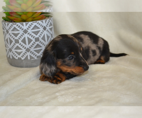 Medium Photo #3 Dachshund Puppy For Sale in GREENWOOD, WI, USA