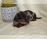 Small #2 Dachshund
