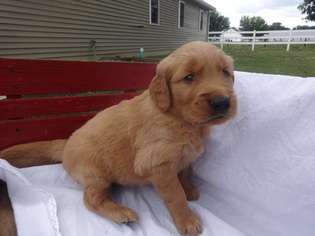 Golden Retriever Puppy for sale in NEW HAVEN, IN, USA