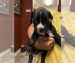 Small Photo #12 Boxer Puppy For Sale in BAKERSFIELD, CA, USA