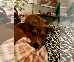 Small #46 American Pit Bull Terrier Mix