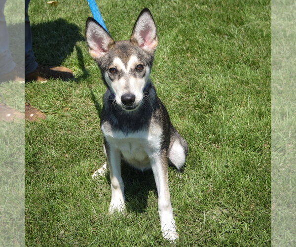 Medium Photo #5 Siberian Husky Puppy For Sale in Huntley, IL, USA