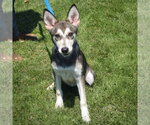 Small #4 Siberian Husky