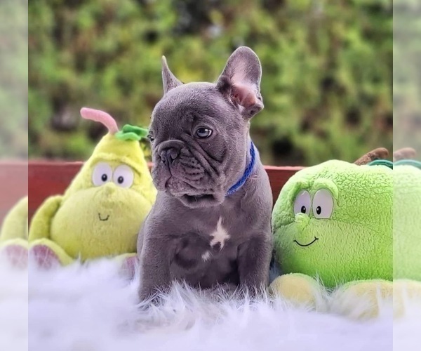 Medium Photo #1 French Bulldog Puppy For Sale in BROOKLYN, NY, USA