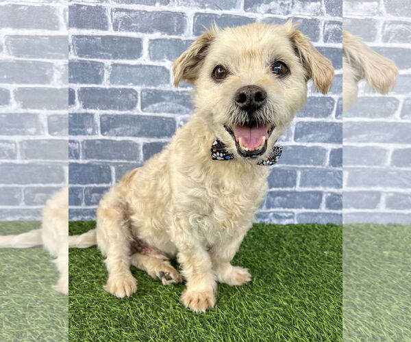 Medium Photo #1 Maltese-Unknown Mix Puppy For Sale in Corona, CA, USA