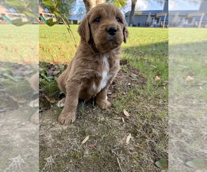 Goldendoodle Puppy for Sale in COSHOCTON, Ohio USA