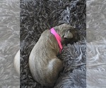 Small #5 Cane Corso