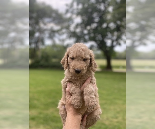 Medium Photo #5 Goldendoodle Puppy For Sale in PECK, KS, USA