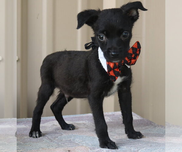 Medium Photo #2 Cairn Terrier Puppy For Sale in Bandera, TX, USA
