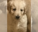 Small Photo #5 Goldendoodle Puppy For Sale in EASTON, MA, USA