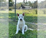 Small Photo #1 German Shepherd Dog-Siberian Husky Mix Puppy For Sale in COTTONTOWN, TN, USA