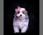 Small #2 Cavapoo (Miniature)
