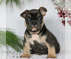 French Bulldog Puppy for sale in LITITZ, PA, USA