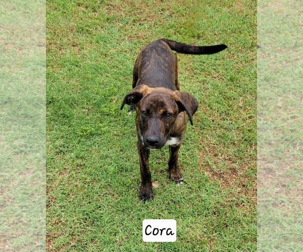 Medium Photo #4 Plott Hound-Unknown Mix Puppy For Sale in Granbury, TX, USA