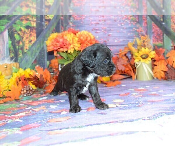 Medium Photo #1 Cockapoo Puppy For Sale in LAKE BENTON, MN, USA