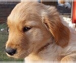 Small Photo #2 Golden Retriever Puppy For Sale in COMMERCE, GA, USA
