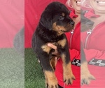 Small Photo #5 Rottweiler Puppy For Sale in MIRA LOMA, CA, USA