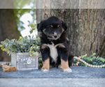Small Photo #13 Miniature Australian Shepherd Puppy For Sale in CHRISTIANA, PA, USA