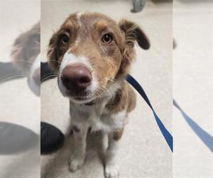 Australian Shepherd-Unknown Mix Dogs for adoption in Bakersfield, CA, USA