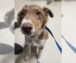 Small Australian Shepherd Mix
