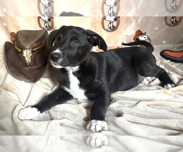 Medium Photo #2 American Pit Bull Terrier-Labrador Retriever Mix Puppy For Sale in Wetumpka, AL, USA