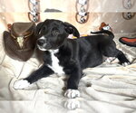 Small #1 American Pit Bull Terrier-Labrador Retriever Mix