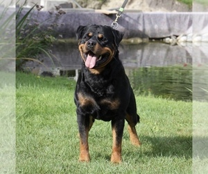 Father of the Rottweiler puppies born on 01/18/2022