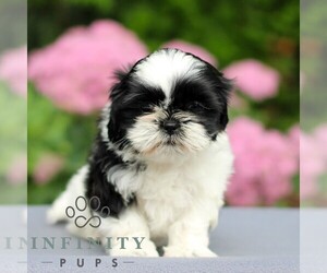 Shih Tzu Puppy for sale in GORDONVILLE, PA, USA