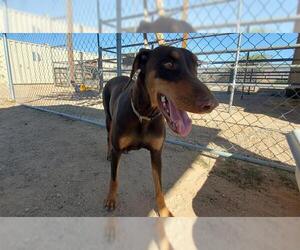 Doberman Pinscher Dogs for adoption in HESPERIA, CA, USA