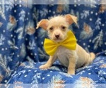 Small Photo #11 Chipin Puppy For Sale in LAKELAND, FL, USA