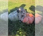 Litter of - Female Bernedoodle (Miniature) Puppy for Sale - Photo #3