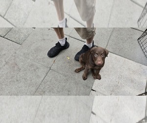 Labrador Retriever Puppy for sale in ZEPHYRHILLS, FL, USA