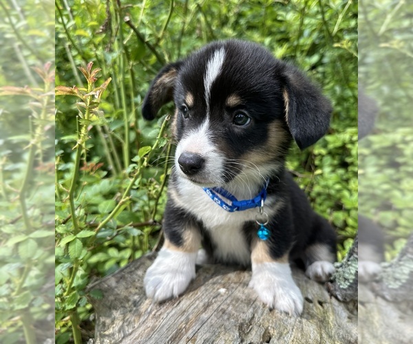 Medium Photo #74 Pembroke Welsh Corgi Puppy For Sale in PERKINSVILLE, VT, USA