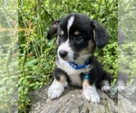 Small Photo #74 Pembroke Welsh Corgi Puppy For Sale in PERKINSVILLE, VT, USA