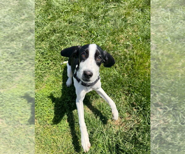 Medium Photo #2 Treeing Walker Coonhound Puppy For Sale in Pierceton , IN, USA