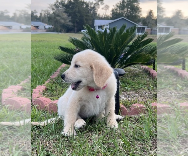Medium Photo #1 Golden Retriever Puppy For Sale in OCALA, FL, USA
