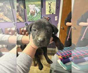 Poppi - Female Mutt Dog for Adoption - Photo #4