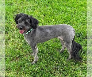 Zuchon Dogs for adoption in Des Moines, IA, USA