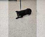 Small Labrador Retriever Mix