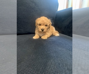 Poodle (Miniature) Puppy for sale in ELDERWOOD, CA, USA