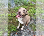 Small Photo #4 Unknown-Weimaraner Mix Puppy For Sale in Boston, MA, USA