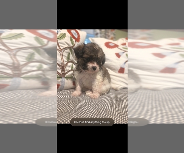 Medium Photo #2 Maltipom Puppy For Sale in HUDSON, MA, USA