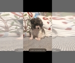 Small #1 Maltipom