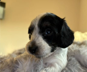 Medium Dachshund