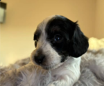 Puppy Jax Dachshund