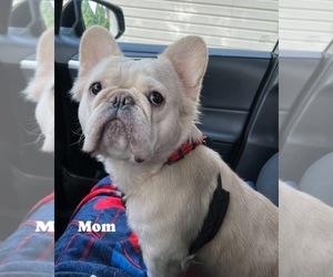 Mother of the French Bulldog puppies born on 10/04/2025