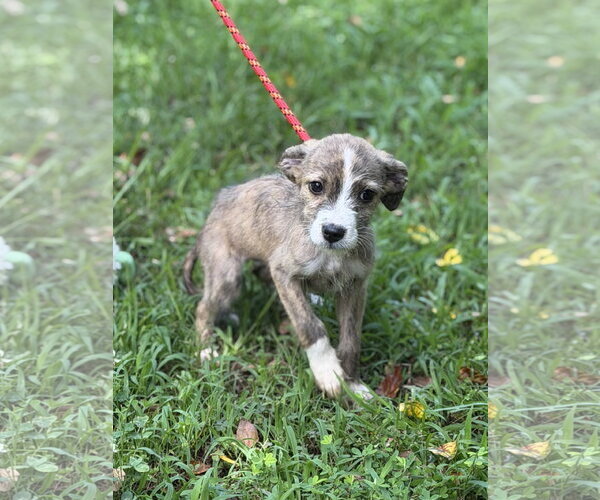 Medium Photo #3 Mutt Puppy For Sale in Yardley, PA, USA