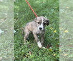 Small #2 Mutt